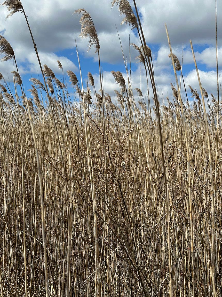 Photo of marshgrass